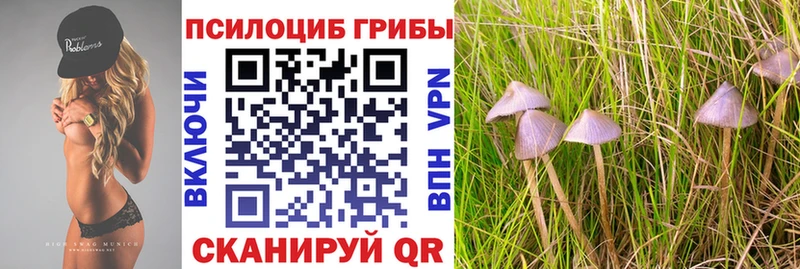 дарнет шоп  Сланцы  Псилоцибиновые грибы Psilocybe 