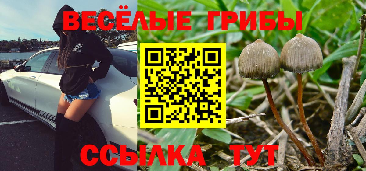 Псилоцибиновые грибы мицелий Сланцы
